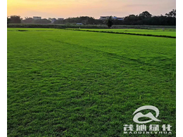 草皮护坡——大叶油草皮的种植及养护要点