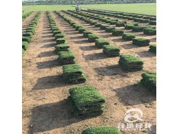  绿化草坪卷多少钱一平方？