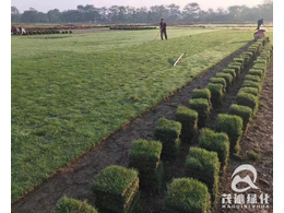  惠州马尼拉草皮价格多少钱一平方？