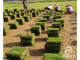 草皮的价格是多少