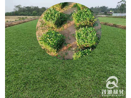 惠州大叶油草哪家便宜？怎么种植最好？