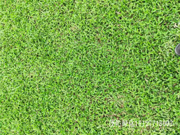 广州哪有草皮卖