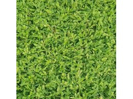 广东地区适合种植哪些草坪品种？