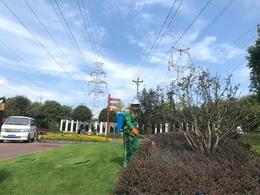 绿化草坪的种植技术