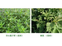 马尼拉草坪防除常见阔叶杂草技术分享