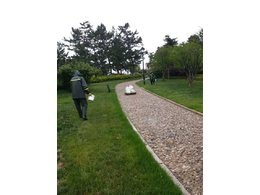 马尼拉草坪的养护管理