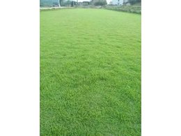 马尼拉草坪的养护