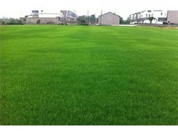 【茂沁绿化】介绍马尼拉草坪的培植技术