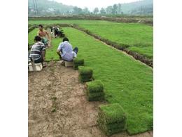 惠州茂沁绿化马尼拉草坪种植基地