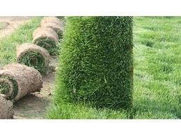 园林绿化草坪种类有哪些?