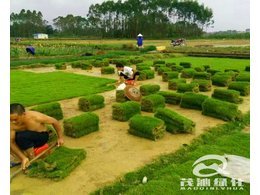 要想马尼拉草坪全年无杂草，了解这些很有必要！