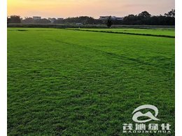 茂沁绿化介绍马尼拉草坪养护