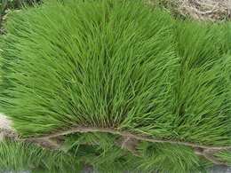 马尼拉草怎么种？马尼拉草皮种植技术