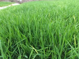 茂沁绿化介绍马尼拉草坪建坪方法