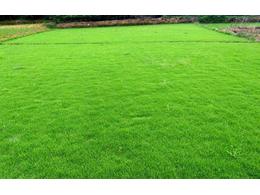 马尼拉草坪，您晓得怎么种吗？