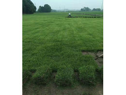 绿化草坪里面的马尼拉草皮怎么养护:马尼拉草皮