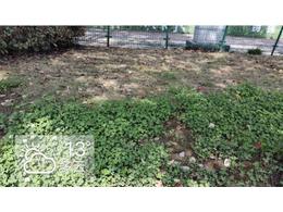 马尼拉草坪:马尼拉草坪返青之际，小心它的入侵