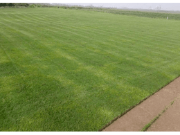 高速公路铁路河道边坡固土护坡草种草坪灌木种子厂家批发:马尼拉草坪