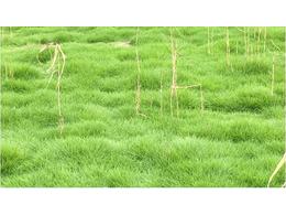 恶性杂草芦苇损害马尼拉草坪？20天彻底除根:马尼拉草坪