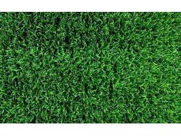 马尼拉草坪:马尼拉草坪的养护技巧和虫害防治办法，掌握好那些，草坪长得好