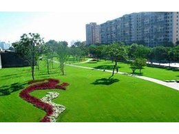 马尼拉草坪怎么种植？:马尼拉草坪