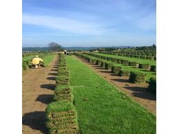 马尼拉草坪:田里的马尼拉草皮怎么养护？