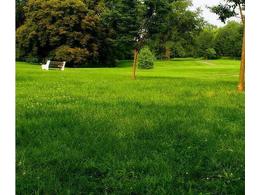 什么品种草坪又短又耐阴？:马尼拉草坪