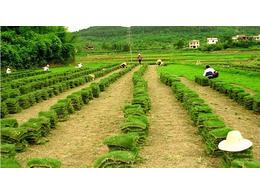 高速公路铁路河道边坡固土护坡草种草坪灌木种子厂家批发:马尼拉草坪