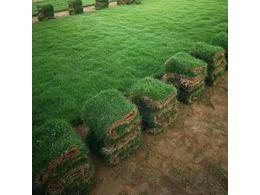 马尼拉草坪:菲律宾之旅——初识马尼拉草