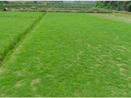 台湾草和马尼拉草坪的区别是什么？:台湾草草皮