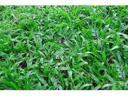 大叶油草皮:草皮的品种有几种？
