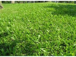 什么是大叶油草 大叶油草有什么特点:大叶油草皮