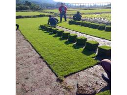 广东绿化草坪基地:绿化草坪草种一般用的哪种？