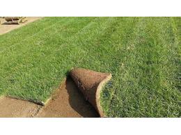 马尼拉草绿化草坪:绿化草坪都有什么品种？