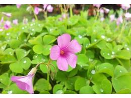 马尼拉草坪安全防除红花酢浆草，掌握方法很重要！