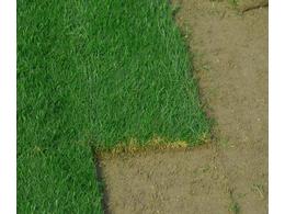 东莞草坪种子马尼拉草坪种子