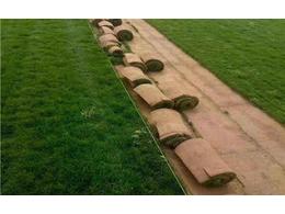 马尼拉草坪养护