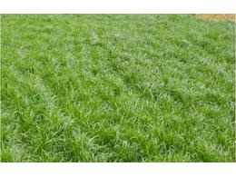 高羊茅草坪种子价格黑麦草坪种子价格马尼拉草坪