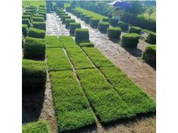 马尼拉草坪的养护技巧和虫害防治方法