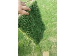 惠州草皮绿化批发！常年供应草皮绿化草场，小区、公园、别墅豪宅，护斜坡草皮批发