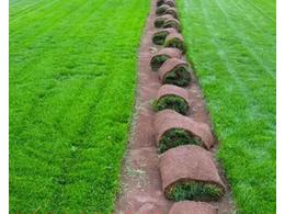 马尼拉草坪种植高羊茅草坪种植