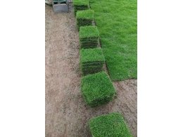 惠州茂沁绿化马尼拉草厂家-自种自销广东大叶油草草块，大叶油草卷，台湾草块，台湾草草卷，兰引三号草卷等