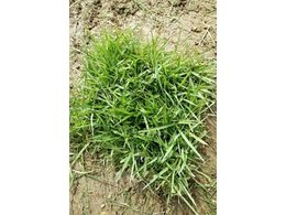 广东惠州兰引三号草皮、大叶油草皮、马尼拉草皮、台湾草等批发基地