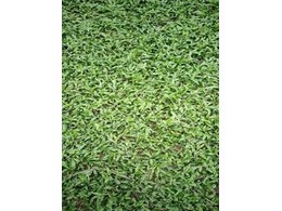 广东草皮批发-订购惠州马尼拉草皮就找茂沁绿化草皮,基地草皮多年来草皮面积不断发展扩大