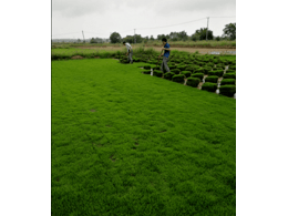 广东马尼拉草皮/草皮多少钱一平方