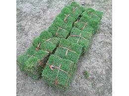 茂沁绿化-马尼拉草皮多少钱一平方？