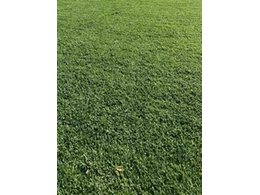 广东惠州茂沁绿化抗病害草皮供应商,马尼拉草皮供应