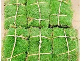 马尼拉草坪供应-马尼拉草坪优缺点有哪些