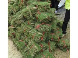 茂沁绿化马尼拉草皮供应-马尼拉草卷尺寸，马尼拉草块多少尺寸，一平方米草皮多少钱