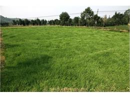 讲解马尼拉草坪的修剪时间以及修剪方法